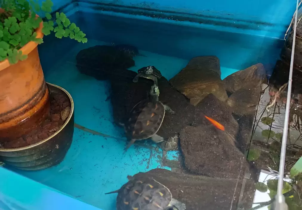乌龟的粪便怎么处理干净？盘点乌龟缸底部脏东西的处理方法插图乌龟的粪便怎么处理干净？盘点乌龟缸底部脏东西的处理方法