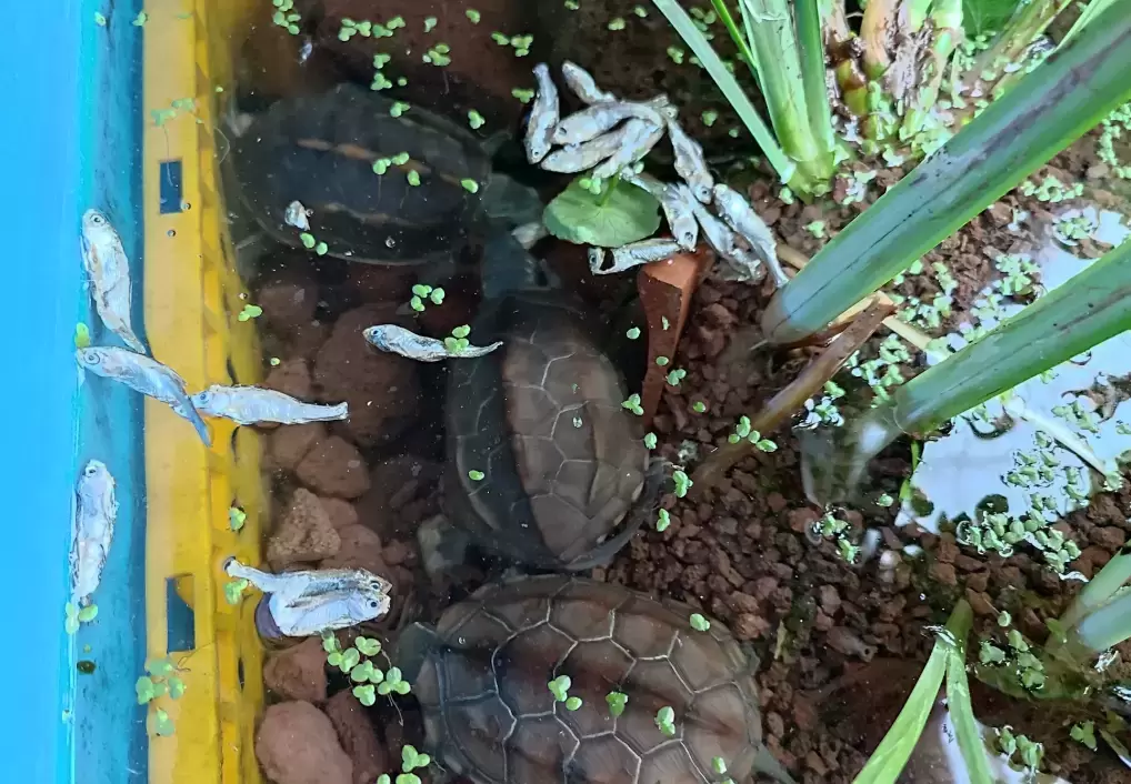 下雨天能给乌龟喂食吗（乌龟喂食注意事项）插图下雨天能给乌龟喂食吗（乌龟喂食注意事项）