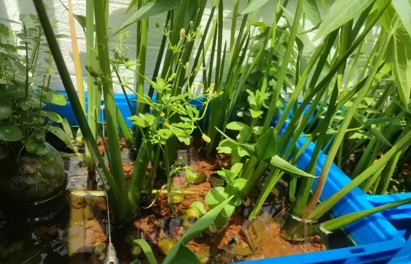 乌龟破坏龟缸植物怎么办？室内生态乌龟缸水草植物种植与养龟要点提示插图乌龟破坏龟缸植物怎么办？室内生态乌龟缸水草植物种植与养龟要点提示