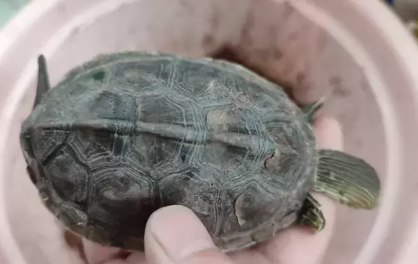 乌龟缸开缸浑浊怎么回事？盘点生态龟缸开缸失败的原因插图乌龟缸开缸浑浊怎么回事？盘点生态龟缸开缸失败的原因