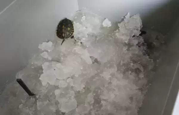 乌龟出眠后什么时候喂食最好插图乌龟出眠后什么时候喂食最好