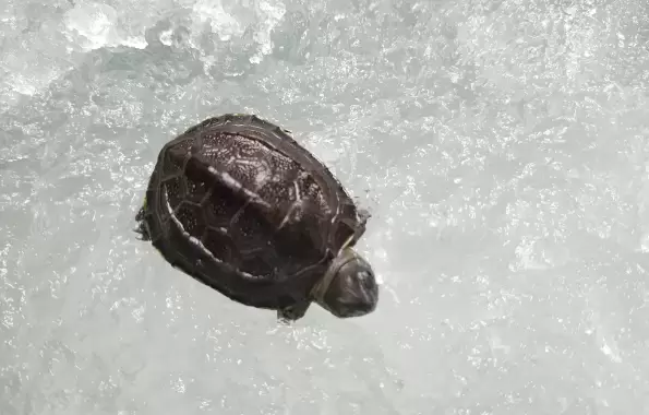 乌龟冬眠初期和接近出眠时温度升高的处理方法插图乌龟冬眠初期和接近出眠时温度升高的处理方法