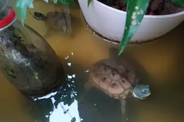 乌龟腐皮腐甲是什么原因？乌龟腐皮腐甲和白眼病是因为水质不好吗？插图乌龟腐皮腐甲是什么原因？乌龟腐皮腐甲和白眼病是因为水质不好吗？