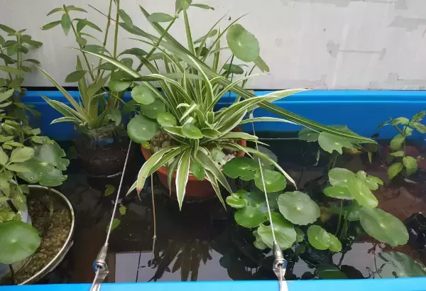 乌龟缸里可以种植哪些植物？养乌龟可以种植的绿色植物种类与方法插图乌龟缸里可以种植哪些植物？养乌龟可以种植的绿色植物种类与方法