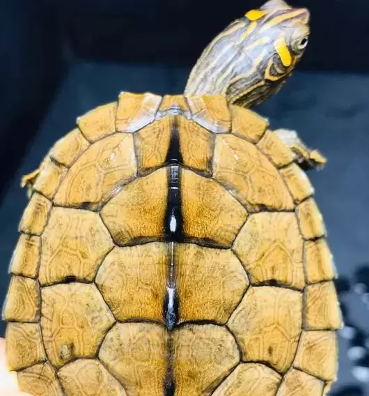 家养乌龟单数好还是双数好一些，这个问题现在来解答！插图家养乌龟单数好还是双数好一些，这个问题现在来解答！