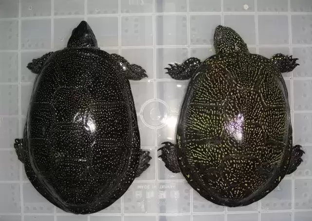 欧洲泽龟是什么龟类？欧洲泽龟品种介绍插图欧洲泽龟是什么龟类？欧洲泽龟品种介绍