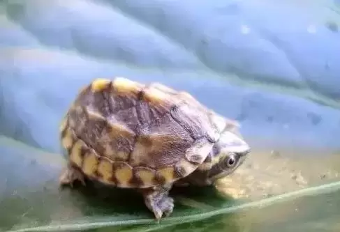 乌龟什么情况下会从冬眠中苏醒过来？盘点乌龟冬眠苏醒的原因插图乌龟什么情况下会从冬眠中苏醒过来？盘点乌龟冬眠苏醒的原因