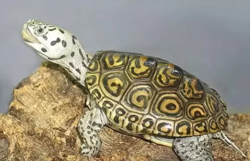 是不是除了热带龟，能冬眠的品种都必须要冬眠？插图是不是除了热带龟，能冬眠的品种都必须要冬眠？