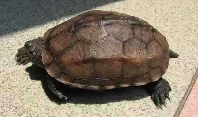 夏转秋养龟应该注意哪些问题？盘点天气转变养龟的注意事项插图夏转秋养龟应该注意哪些问题？盘点天气转变养龟的注意事项