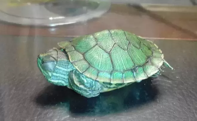 巴西龟白眼病怎么治疗？用什么药？插图巴西龟白眼病怎么治疗？用什么药？