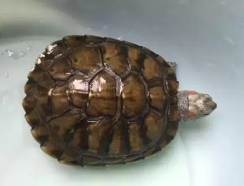 小一点的巴西龟冬天冬眠的时候怎么度过呢？插图小一点的巴西龟冬天冬眠的时候怎么度过呢？
