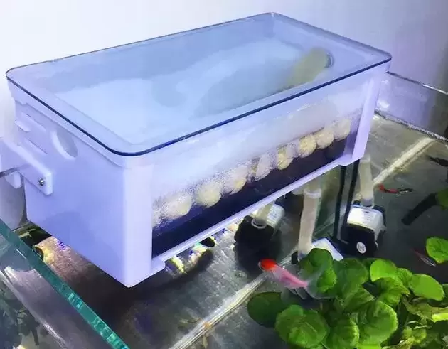 宠物草龟怎么养才活得又久又好插图宠物草龟怎么养才活得又久又好