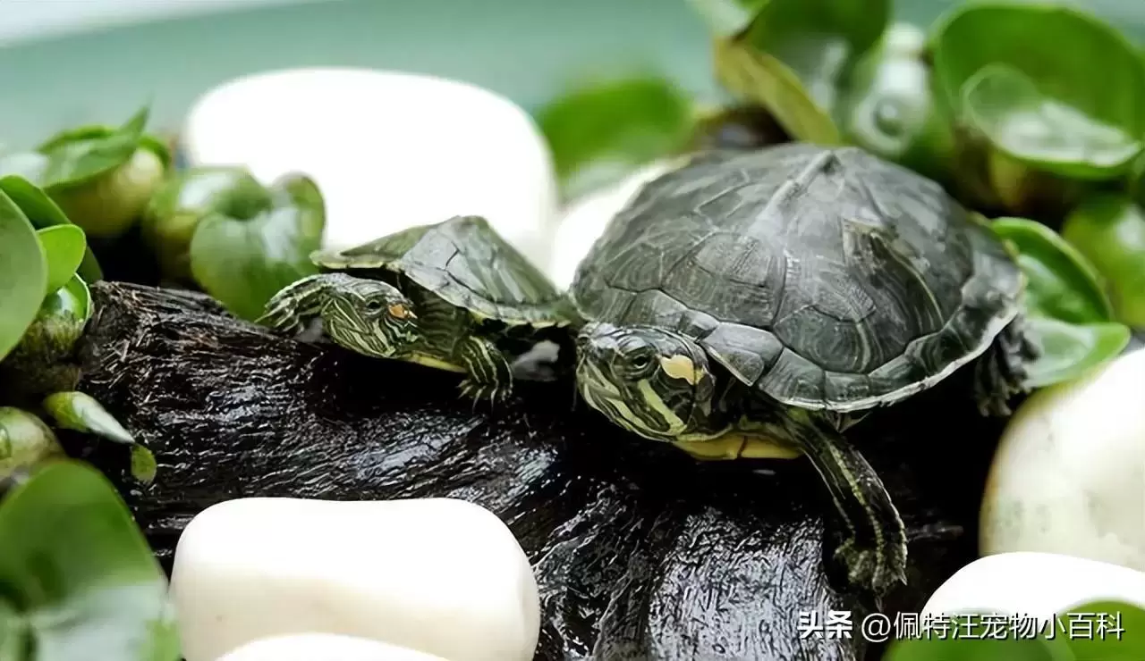 巴西龟能活多少年它的寿命是多少？巴西龟怎么养才能活得久？插图2巴西龟能活多少年它的寿命是多少？巴西龟怎么养才能活得久？