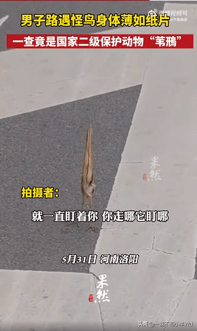 男子路遇怪鸟薄如纸片,一查是国家二级保护动物插图男子路遇怪鸟薄如纸片,一查是国家二级保护动物 男子路遇怪鸟薄如纸片,一查是国家二级保护动物