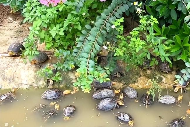 乌龟缺钙会怎么样?如何补钙?插图乌龟缺钙会怎么样?如何补钙? 乌龟缺钙会怎么样?如何补钙?