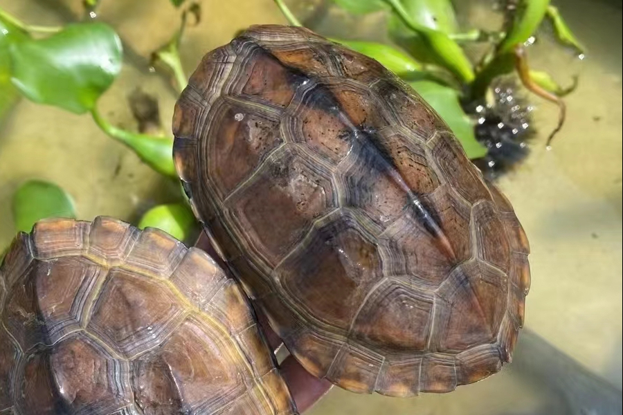 龟友新建水泥龟池，放置多长时间才能放龟？
