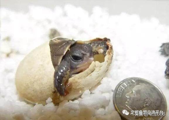 龟蛋孵化需要什么条件？盘点龟蛋孵化过程的冷知识