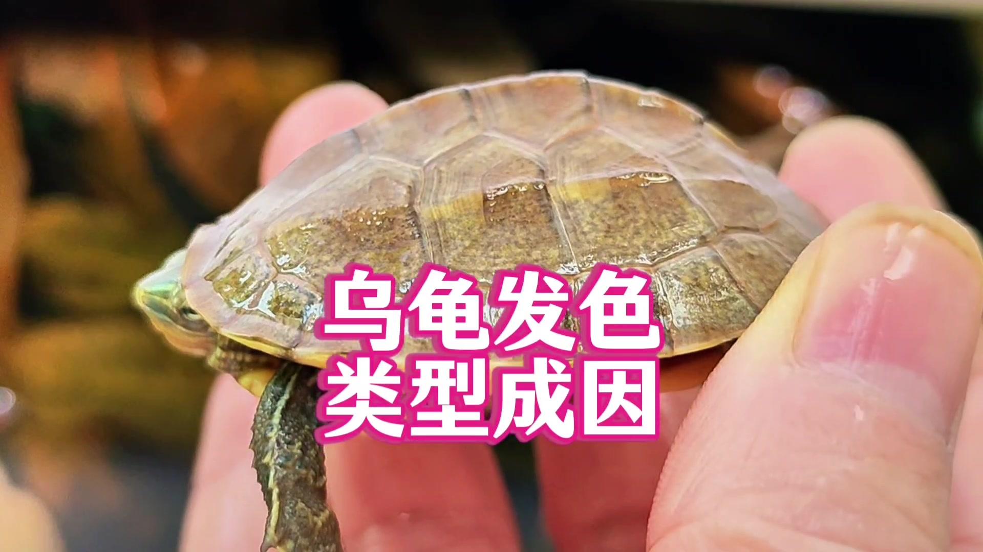 乌龟发色到底怎么回事？盘点乌龟发色的两大类型